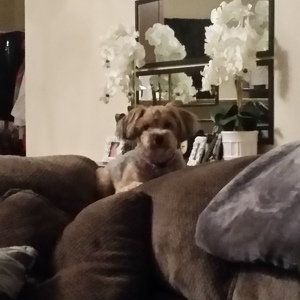 Fundraising Page: Ashley LaGorga